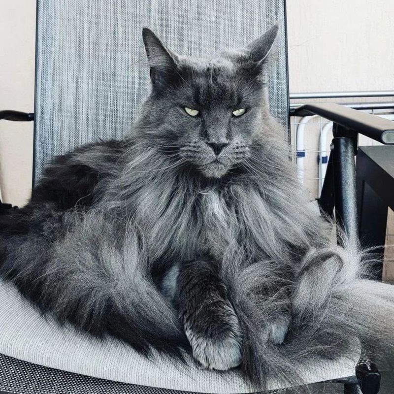 Maine Coon