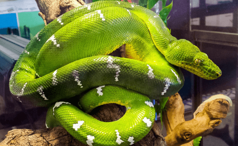 Emerald Tree Boa (Corallus caninus)