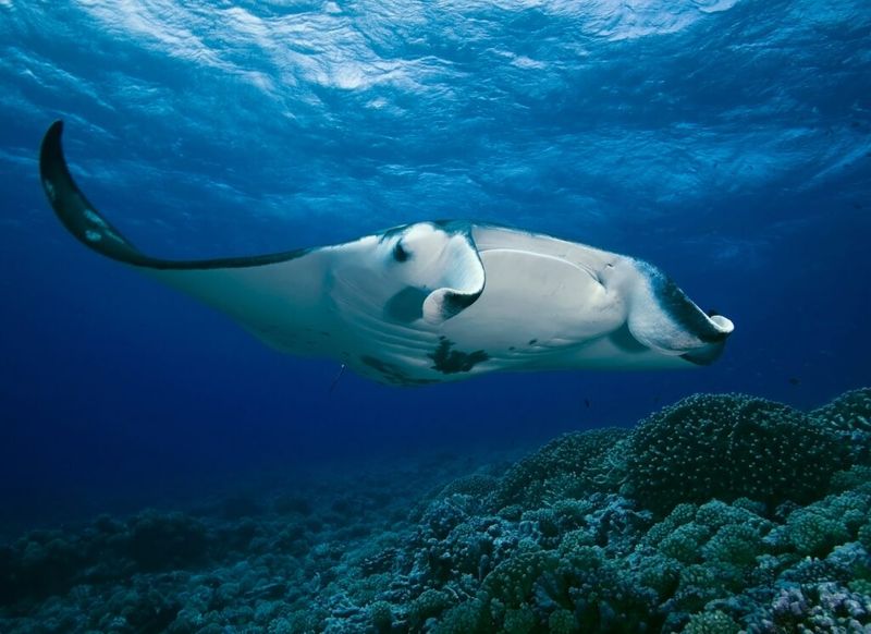 Komodo National Park, Indonesia