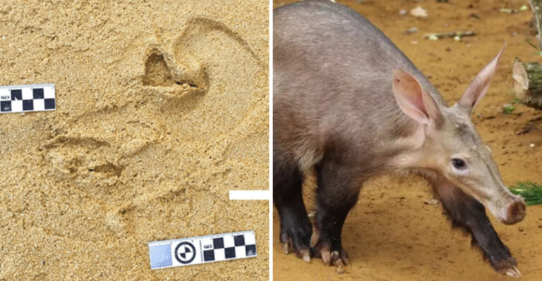 Rare Aardvark Trace Fossils Discovered Along South Africa’s Coast