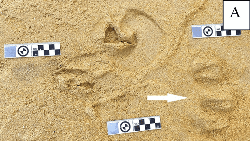 A Surprising Discovery In The Cape Coast