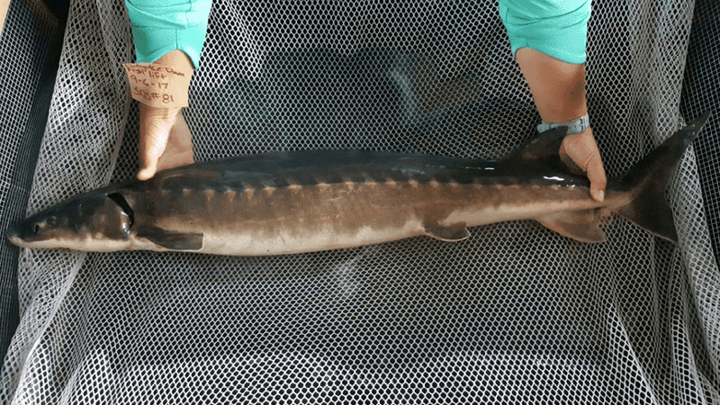 The Atlantic Sturgeon Returns