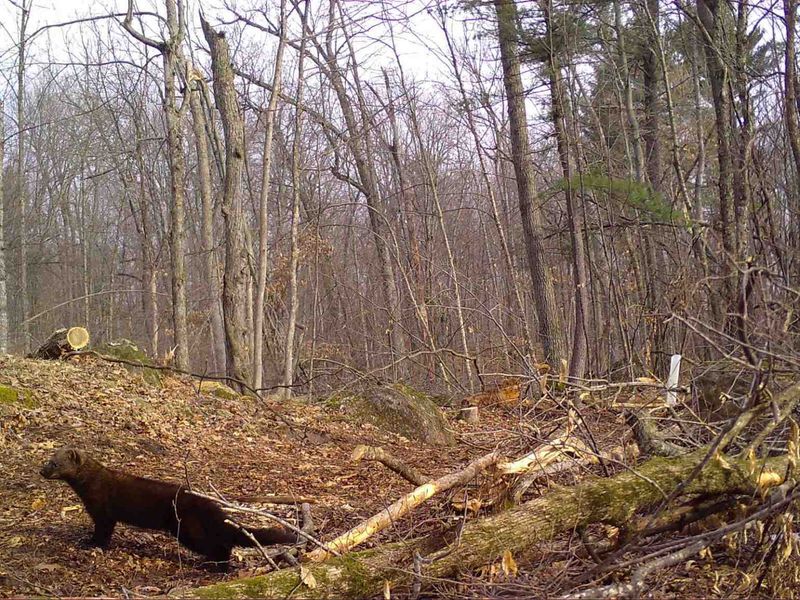 Trail Camera Captures Fisher In Allamakee County After 150 Years