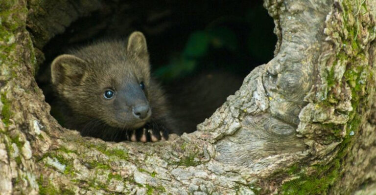 Rare Fisher Sighted In Iowa For The First Time In 150 Years