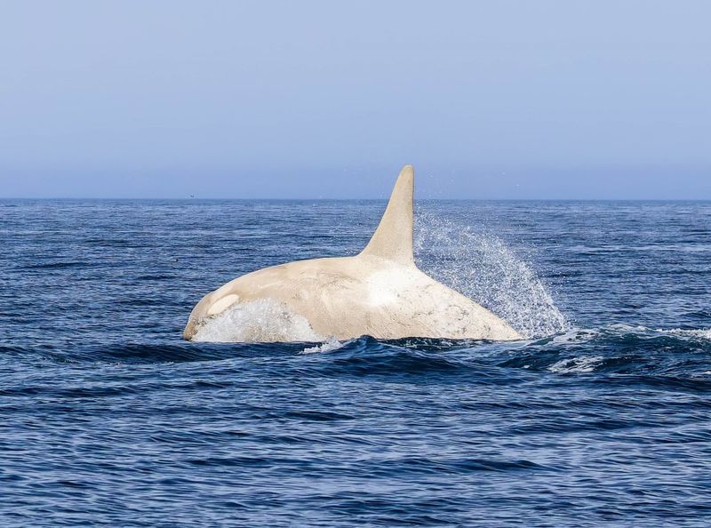 A Unique Albino Or Leucistic Orca Seen Near Hokkaido