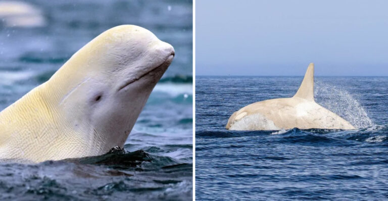 Rare Majestic Albino Killer Whale Spotted Leaping From The Water Off Japan’s Coast