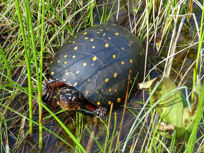 Spotted Turtles Are Among Ohio's Rarest Wetland Creatures
