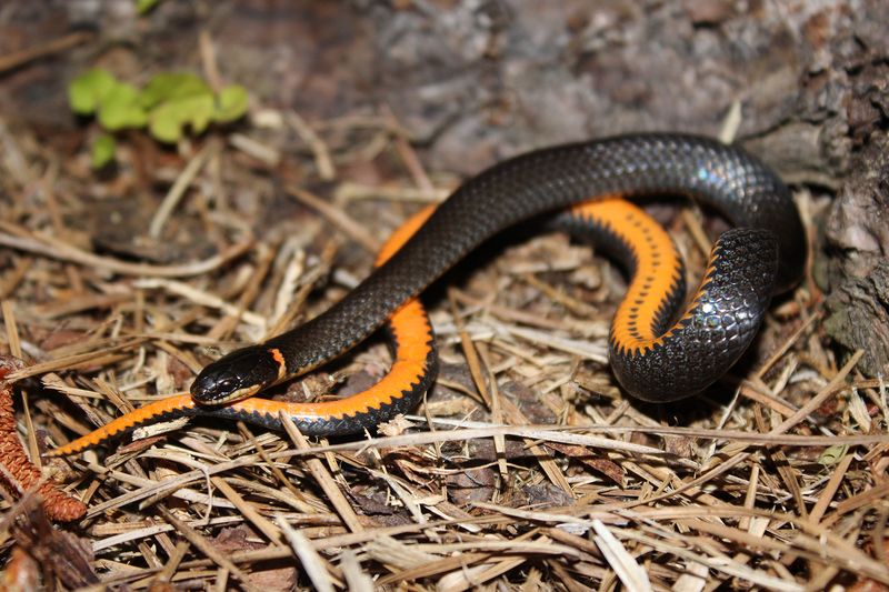 Ring-necked Snake