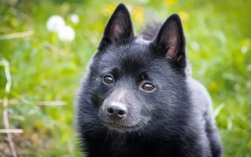 Schipperke: Little Black Fox With Big Attitude