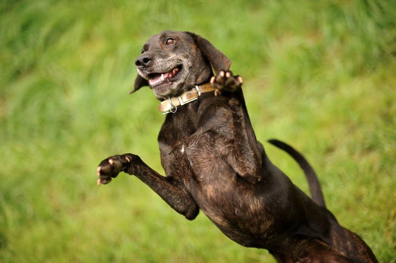 Plott Hound