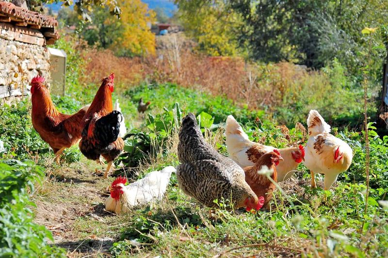 Chickens