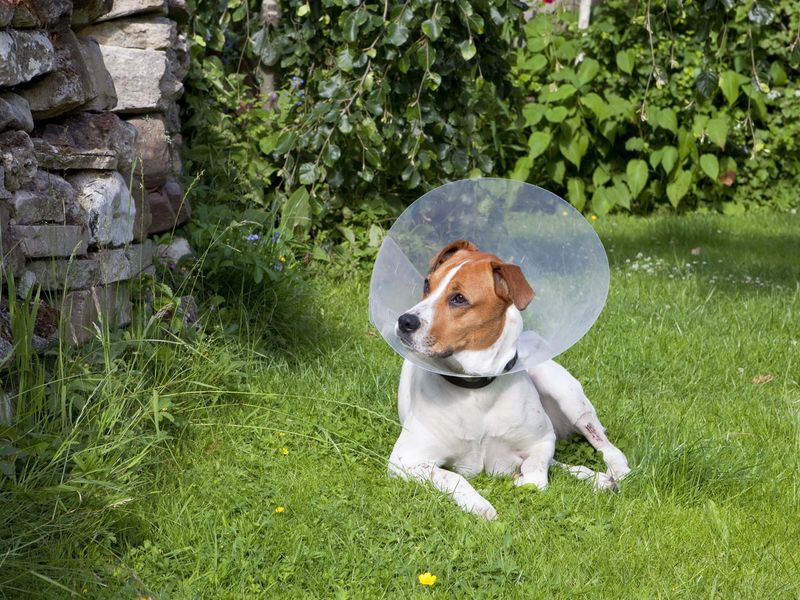 Spaying/Neutering Timing Matters