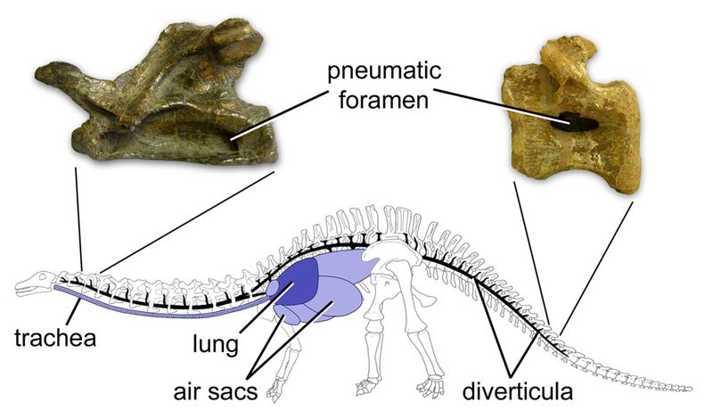 They Had Lighter Builds Than Other Sauropods