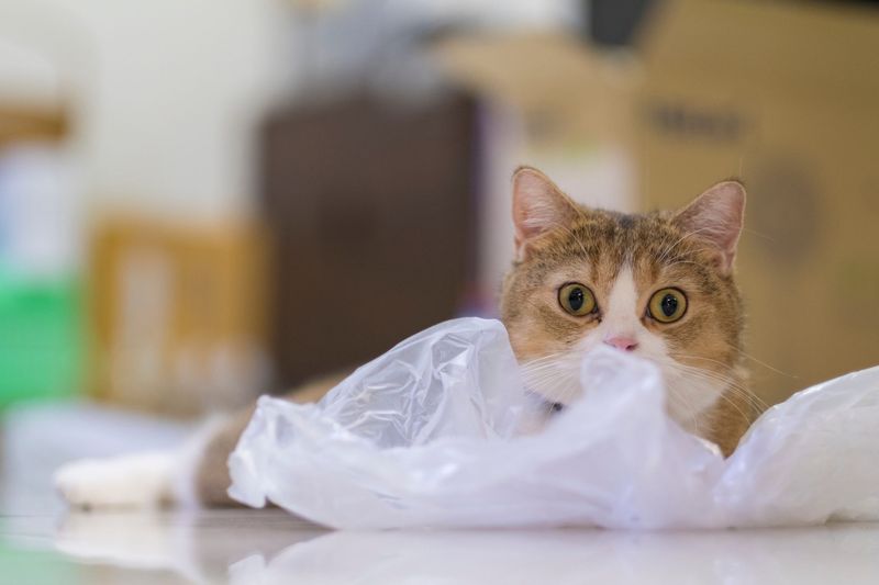 Plastic Bags And Packaging