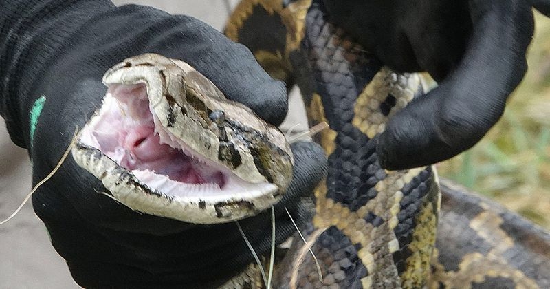 Python Egg Prevention Success