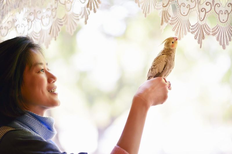 Wing Clipping Considerations For Talking Birds