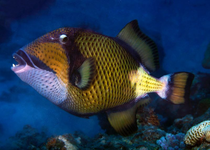 Triggerfish