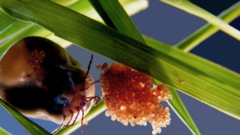 Fern Microclimate: Tick Population Explosion