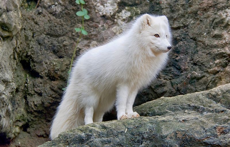 Arctic Fox (Vulpes lagopus)