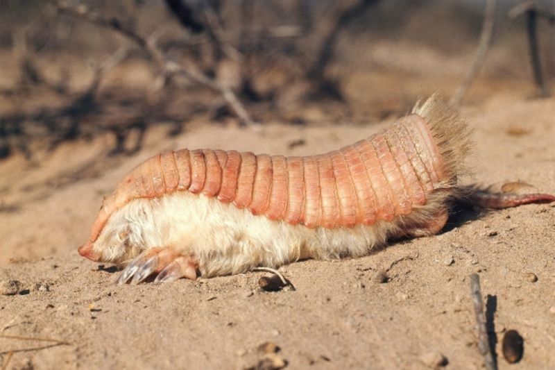 Pink Fairy Armadillo