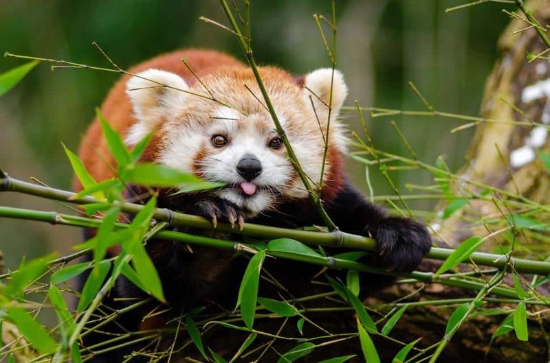 Habitat Loss From Deforestation