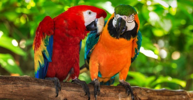 Macaws: Colorful Centenarian Birds