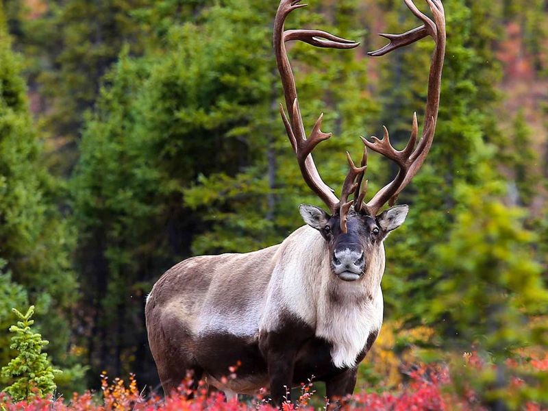 Woodland Caribou