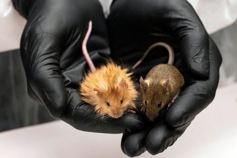 Furry Time Travelers: Cold-Resistant Mice