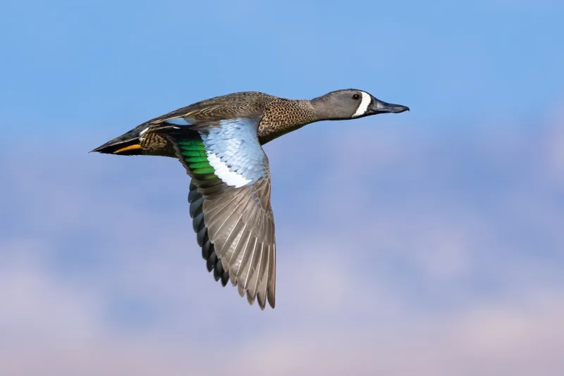 Blue-Winged Teal