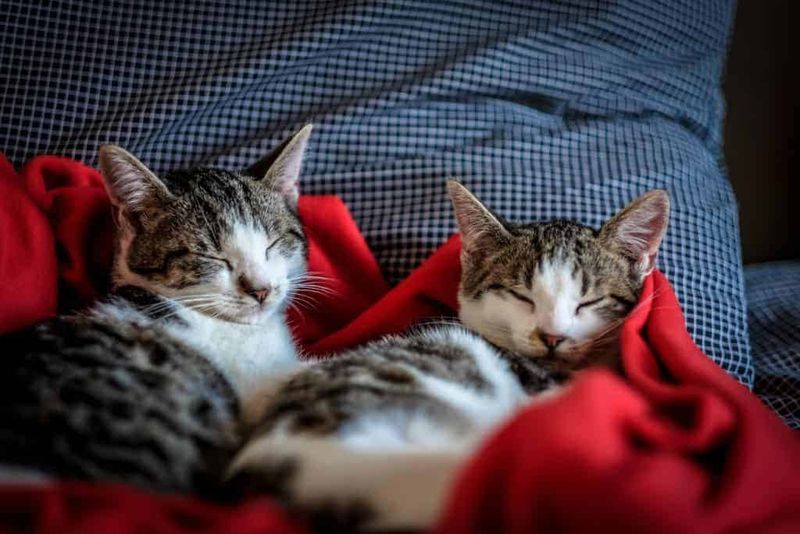 Promotes Better Pet Behavior In Multi-Pet Households