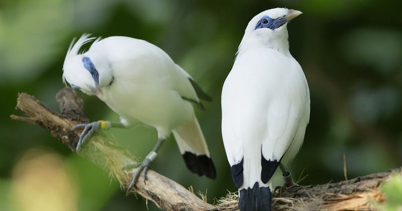 Bali Myna
