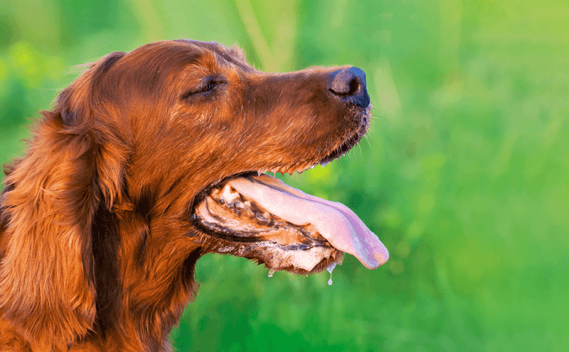 Dogs Can't Sweat Like Humans