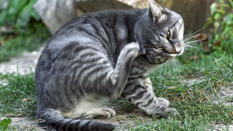 Indoor Cats Not Innocent