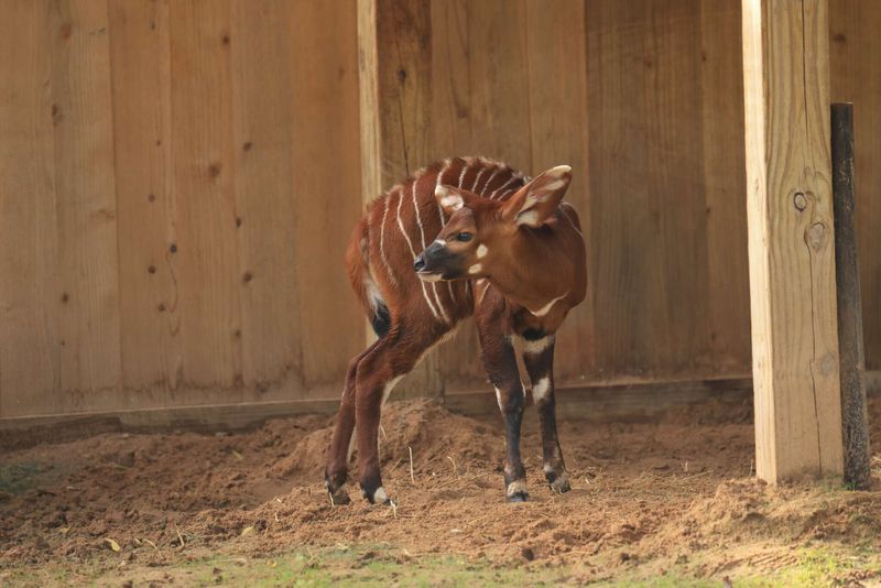 Every Calf Counts Toward Survival