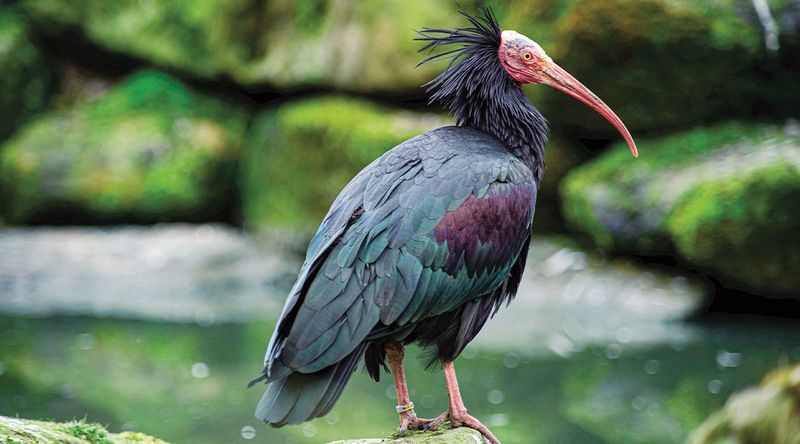 The Role Of Conservationists In Saving The Species