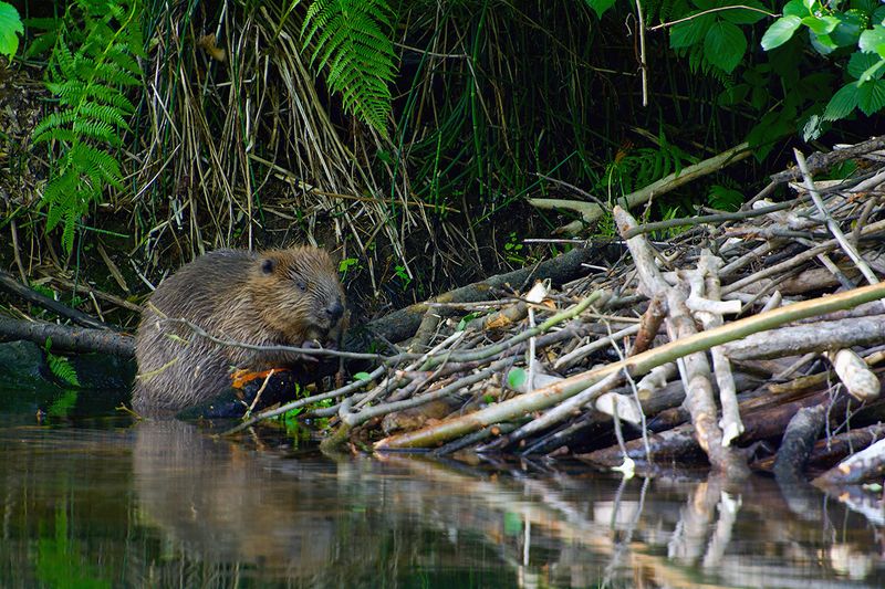 Beavers Create Habitats For Birds And Amphibians
