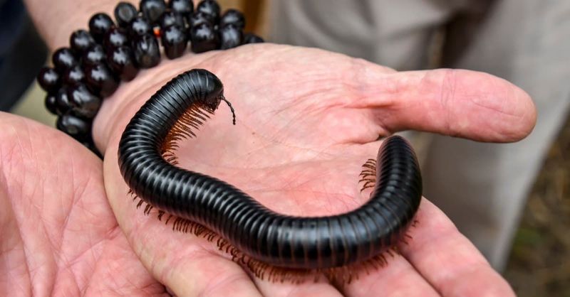 Pet Potential: Desktop Decomposers