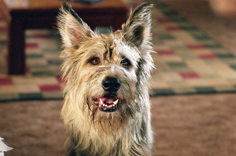 Moderate Barking Tendencies