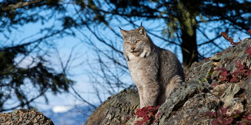 Conservation Corridors Proving Vital