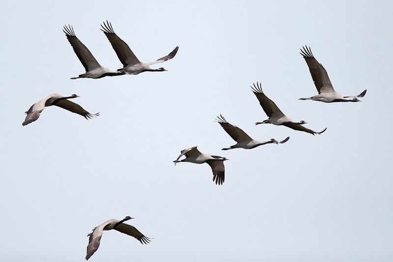 Incredible Flight Formations