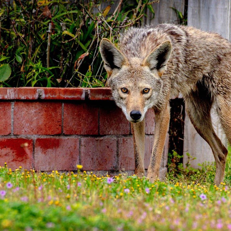 Install Proper Fencing