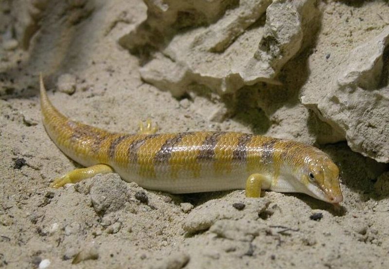 Unique Respiratory Adaptations