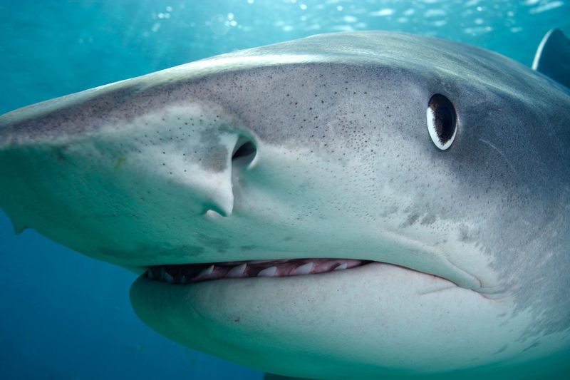 Sensory Overload: Do Sharks Use Freezing As A Response To Extreme Stimulation?