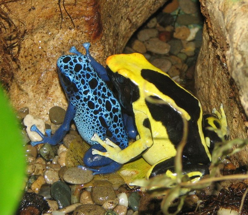 Amphibians