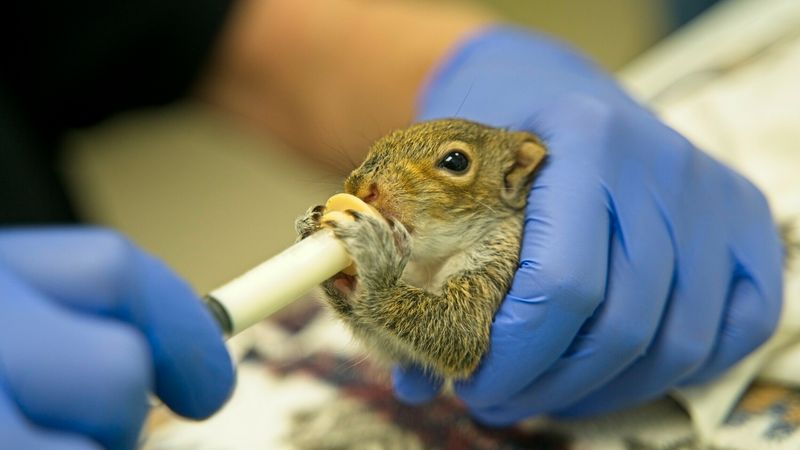 Small Mammals' Survival Struggle