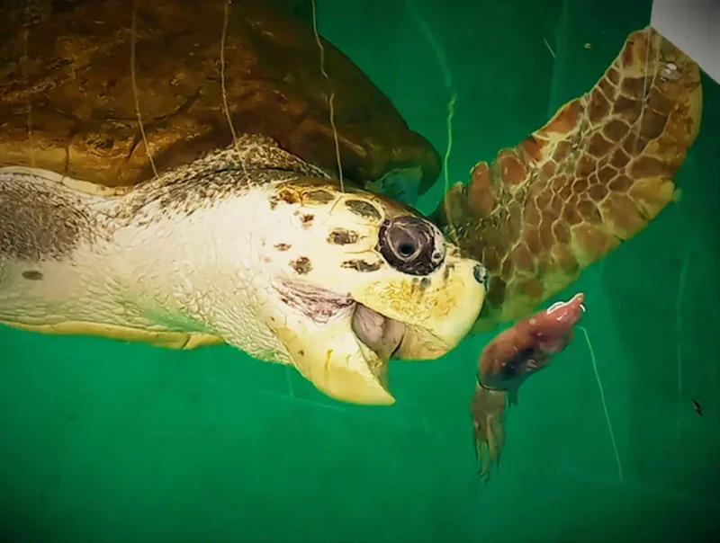 From Hard Boiled Eggs To Hunting Crabs: Jorge Relearned Life In The Wild