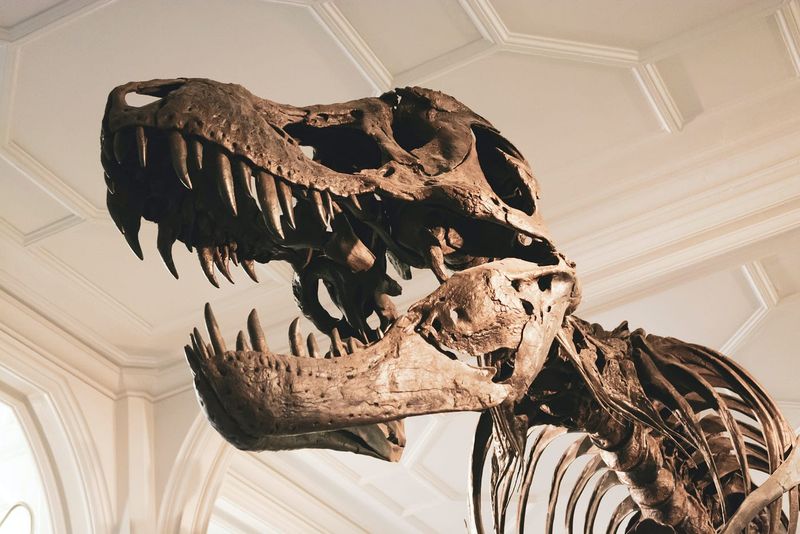 Fossil Clues Point To An Asian Ancestry For T. Rex