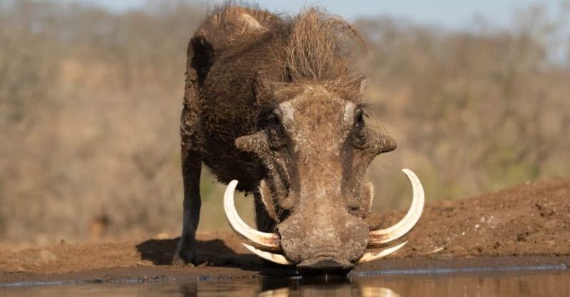 What Are Tusks And How Do They Differ From Teeth?
