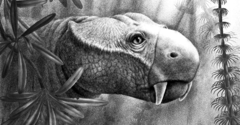 Researchers Trace The Origin Of Tusks To Mammals’ Early Toothy Ancestors
