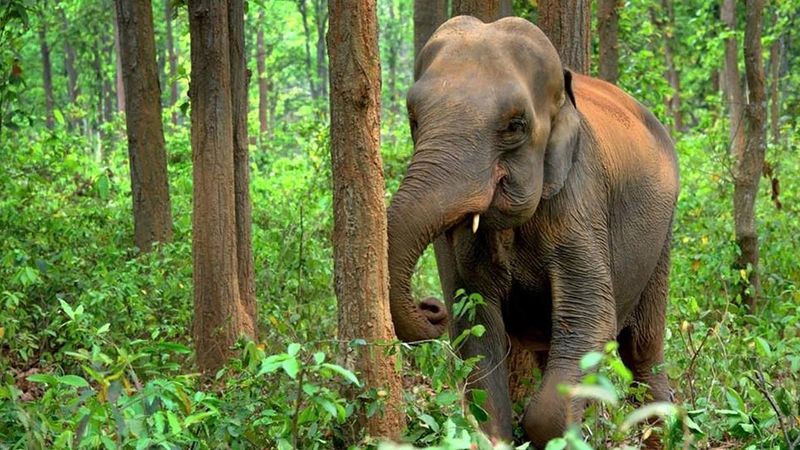 Areas With Elephants Had Healthier, More Balanced Ecosystems